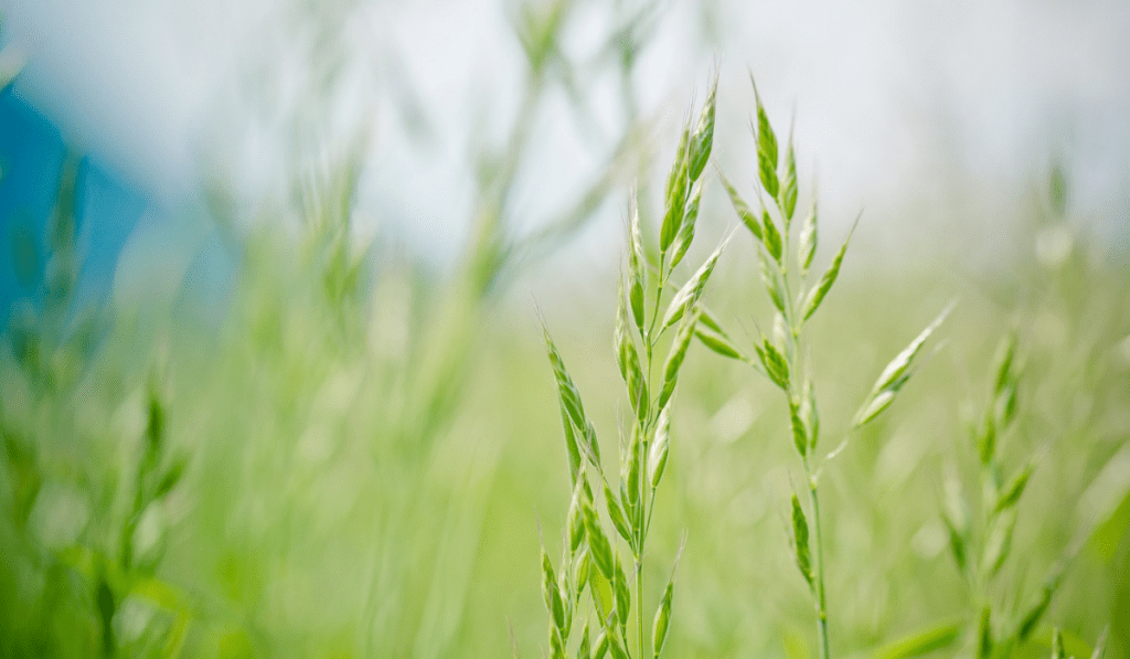 wheat grass