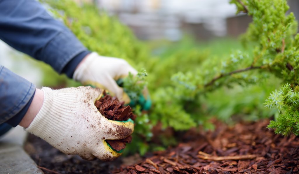 mulching