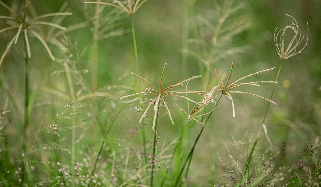 weed grass