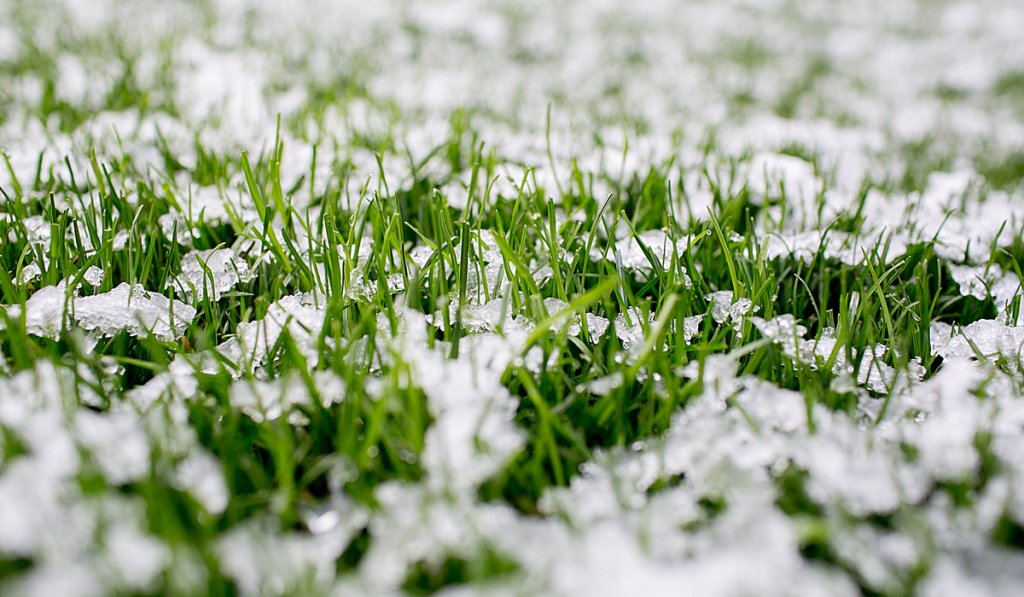 freezing grass