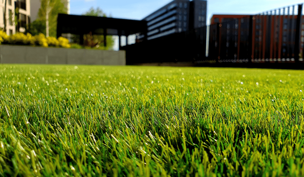 grass under the sun