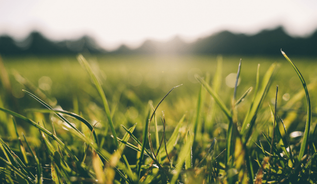 grass under shade