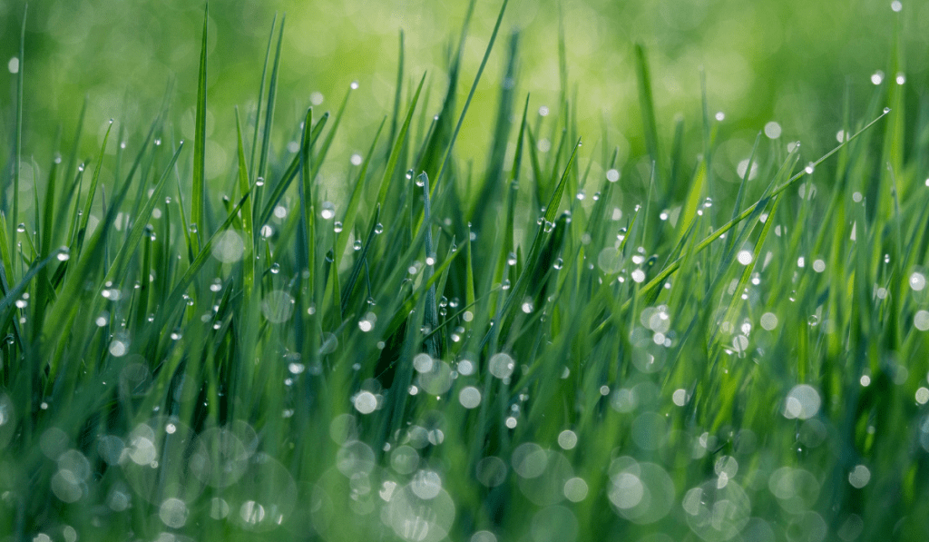 wet grass