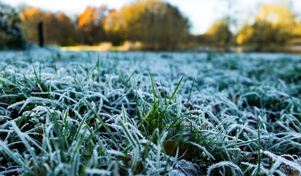 freezing grass