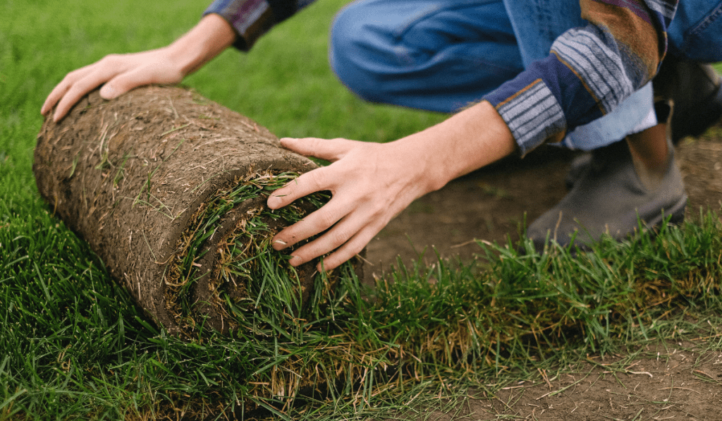 sod installation