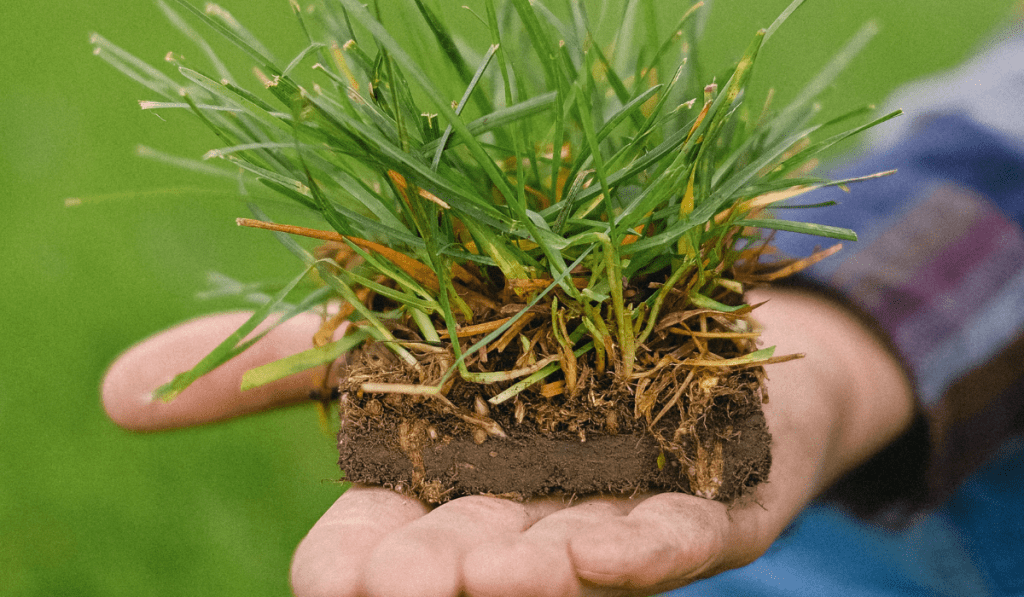 sod preparation for installation