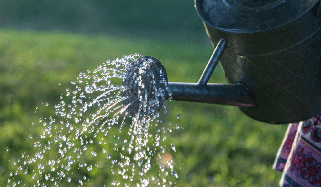 sod watering