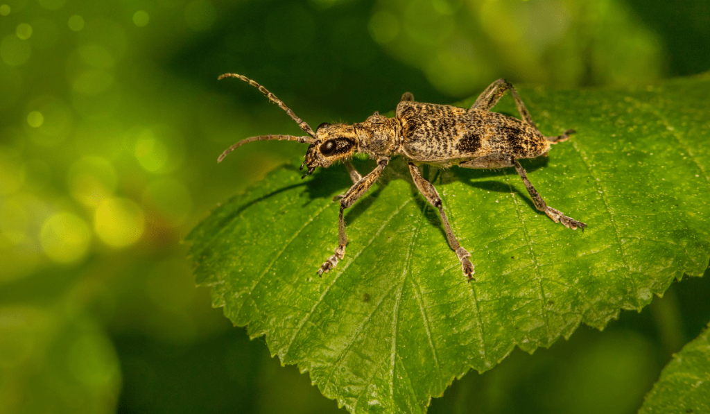 tree pest