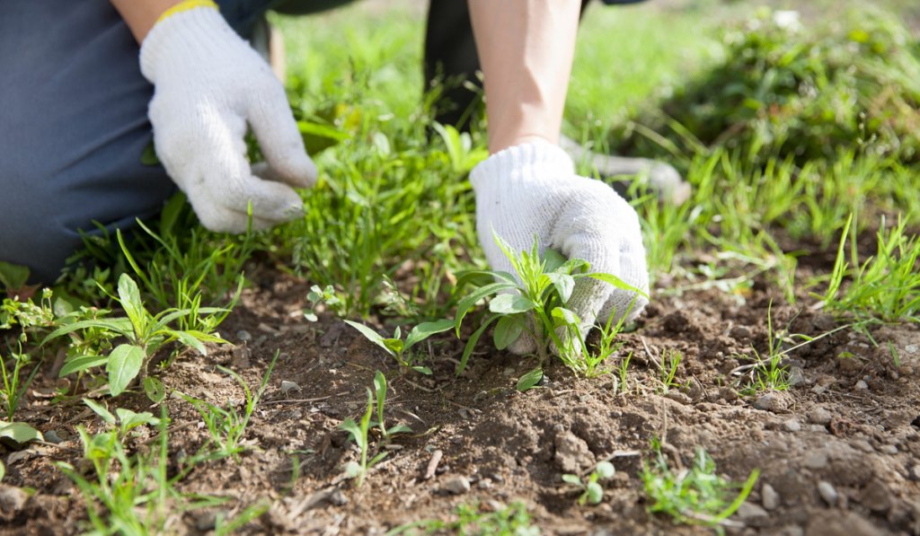 controlling weed grass