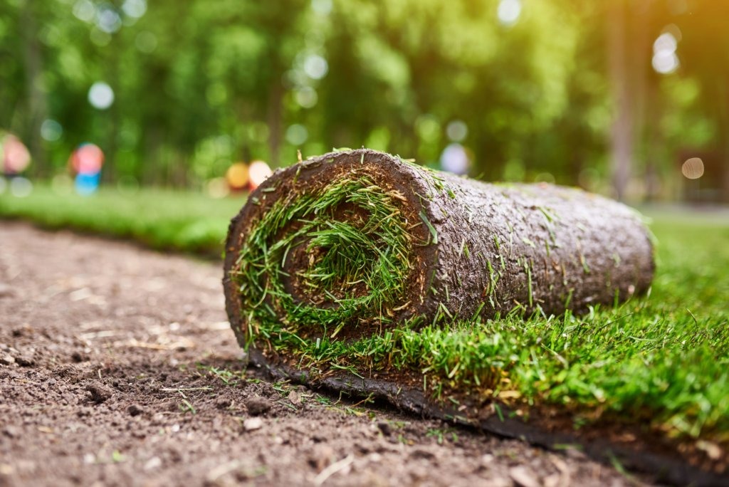 making new lawn using roll grass