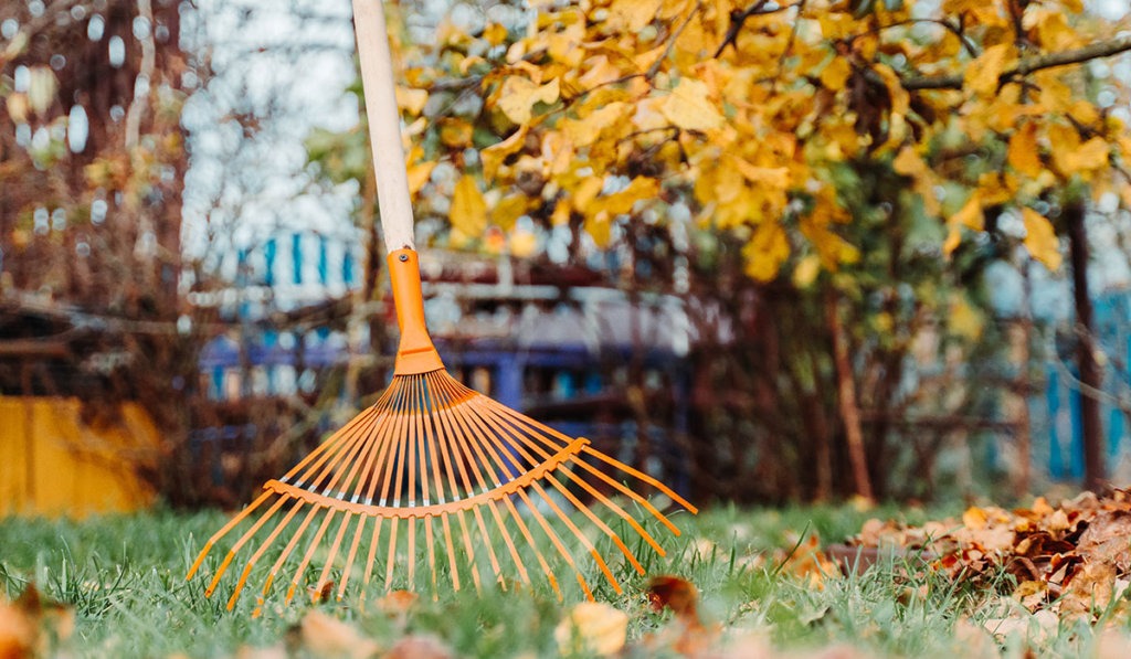 lawn in fall prep for winter