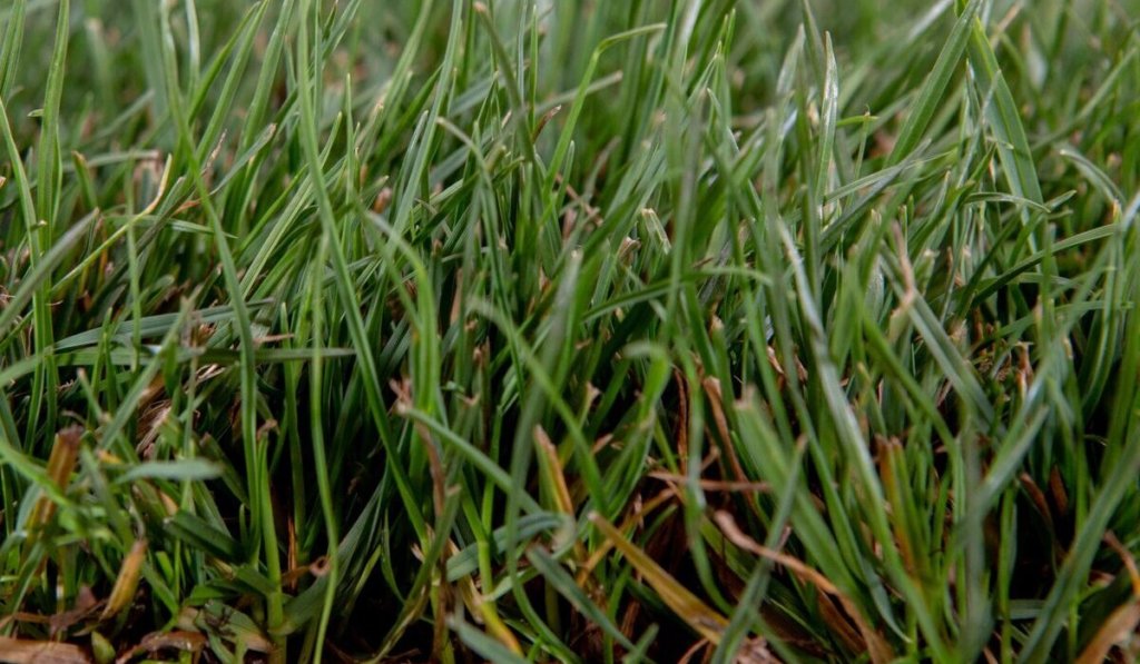 blue rye sod