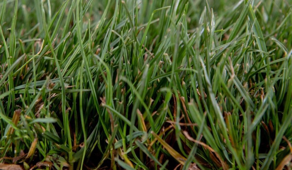 blue rye sod
