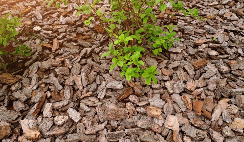 pine mulch fertilizer