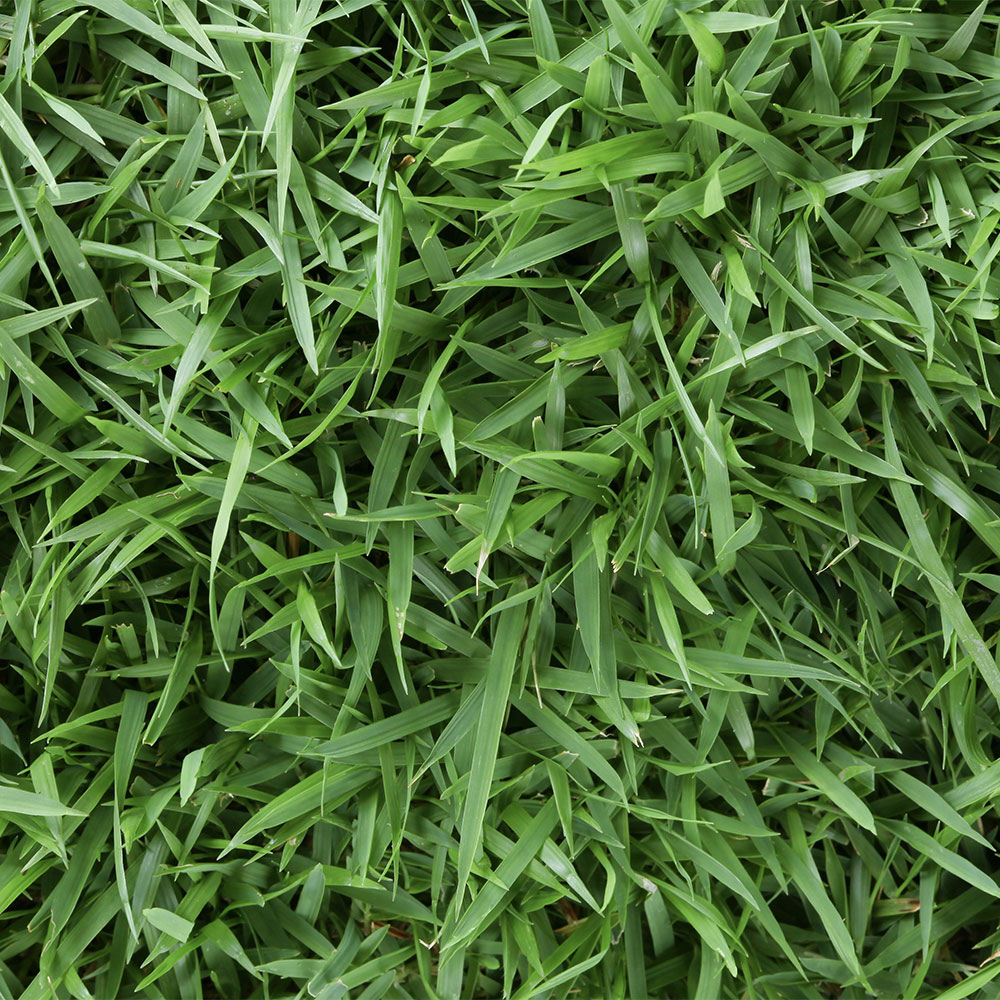 zoysia grass