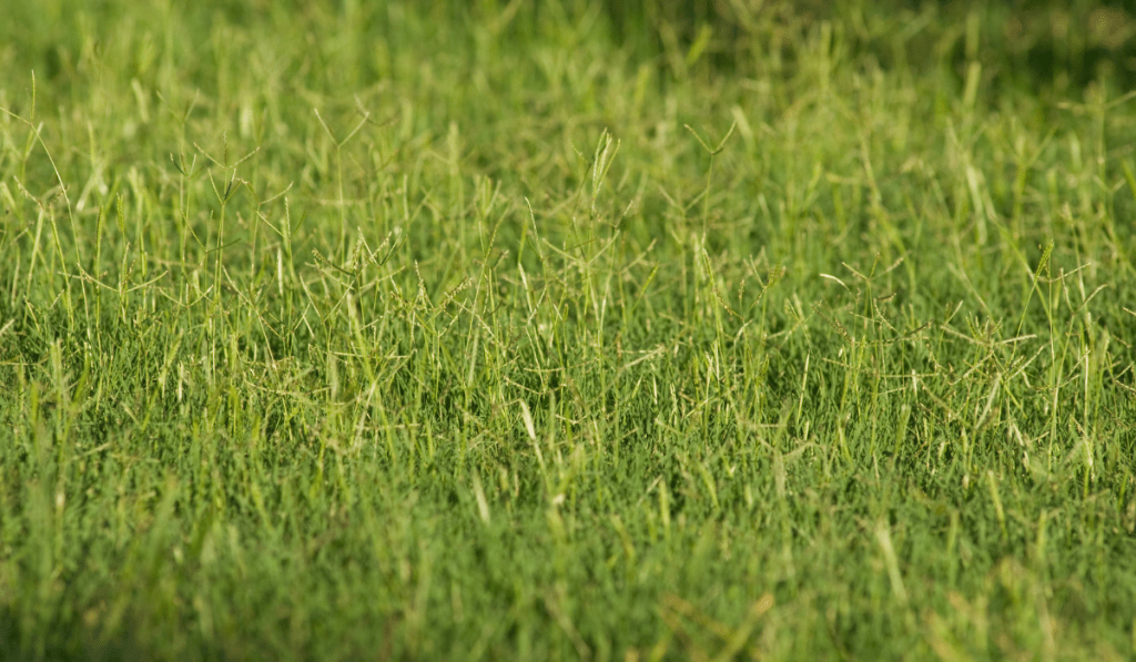 Bermuda Grass